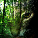 The Endless Wilderness  [Feral Cat RPG]
