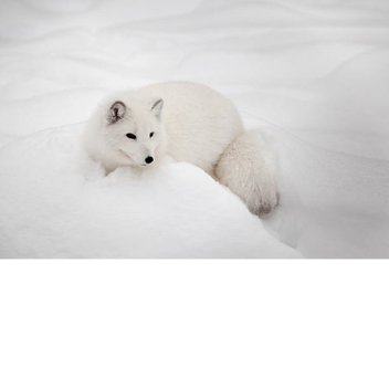 Arctic animal tycoon