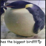 IM THE BIGGEST BIRD