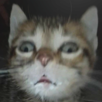 Angry Cat Kitten Meme PFP Profile Picture