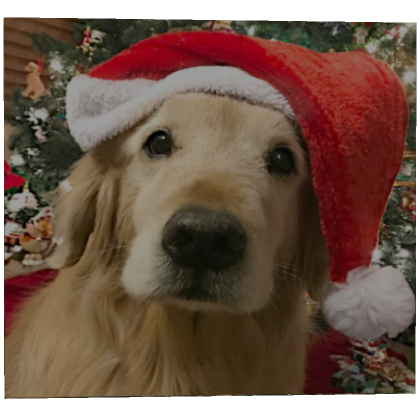 Roblox Item christmas santa dog profile picture