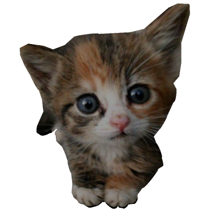 Canny Cat Kitten Meme PFP Profile Picture's Code & Price - RblxTrade