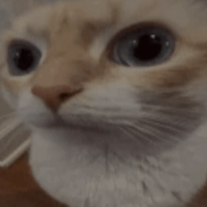 Meme Cat PFP - Roblox