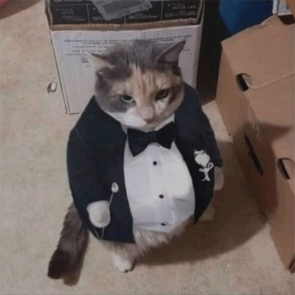 CAT WITH SUIT PFP Roblox Item Rolimon s
