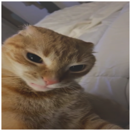 angry cat funny pfp's Code & Price - RblxTrade