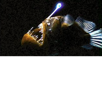 angler fish tycoon