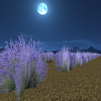 Lavender Fields Showcase