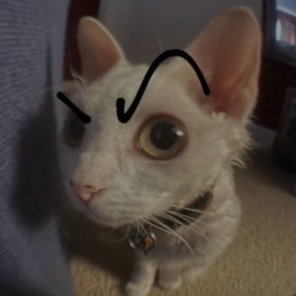Confused cat deals