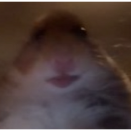 Cute Hamster Head Pet  Roblox Item - Rolimon's