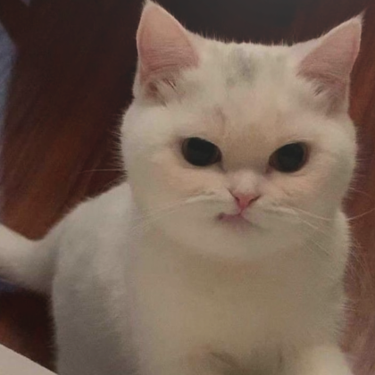 Cute angry kitten shop