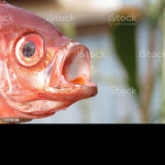 FISH SMACKDOWN