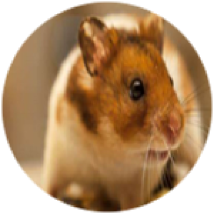 Hamster - Roblox