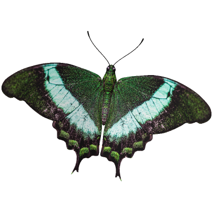 Roblox Item Emerald Swallowtail Butterfly