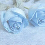 Roses that r blue