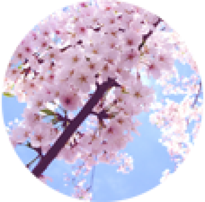 Cherry blossom - Roblox