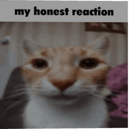 Honest Reaction Cat Kitten PFP Profile Picture | Roblox Item - Rolimon's