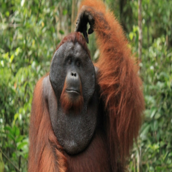 orangutan room legacy edition