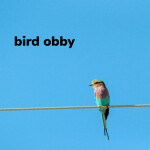 bird obby (penguin update)