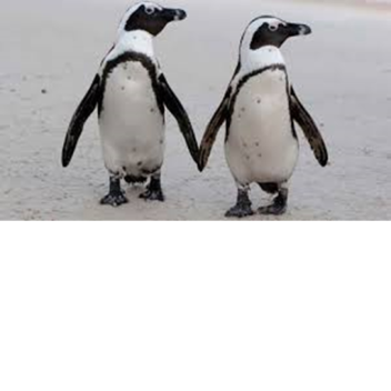 obby de pingüinos D: 