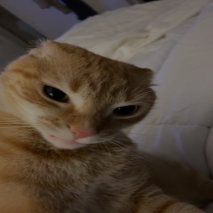 Angry Cat Kitten Meme PFP Profile Picture | Roblox Item - Rolimon's