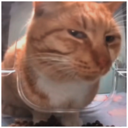 SUSPICIOUS CAT PFP - Roblox