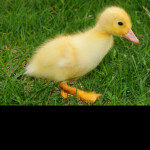 duck simuIator 