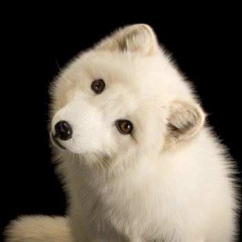 Arctic fox land NEW 🐺(Update 2) 