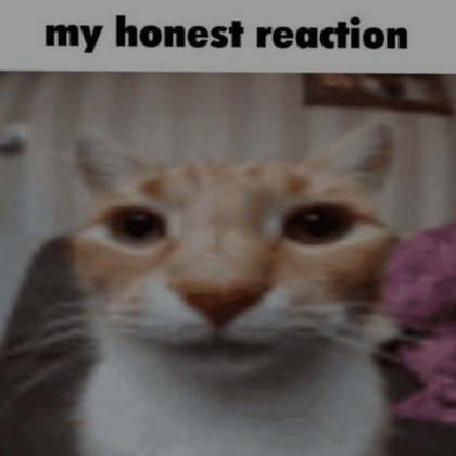 My Honest Reaction Cat Kitten PFP Profile Picture | Roblox Item - Rolimon's