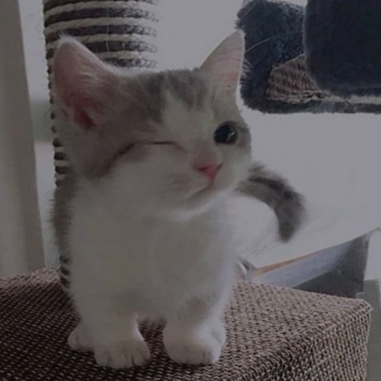 Cute Cat Pfp | Roblox Item - Rolimon's