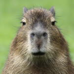 capybara jumpscare simulator