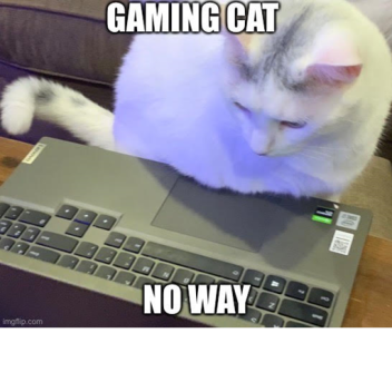 cool gaming cat