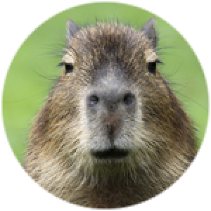 Capybara - Roblox