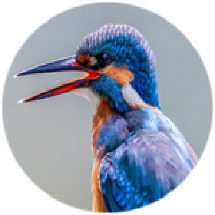 how to get free blue bird in roblox