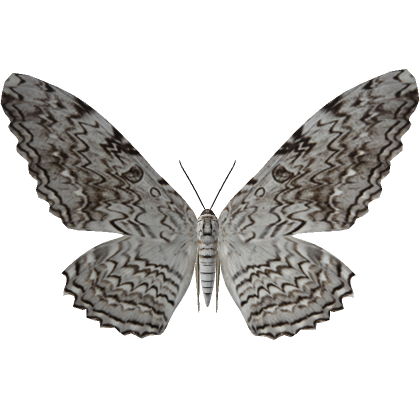 Roblox Item Black White Moth (Face)