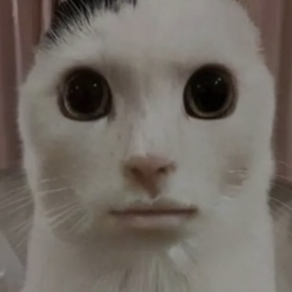 Serious cat clearance