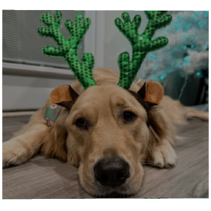 Roblox Item christmas dog profile picture
