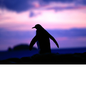 Penguin life