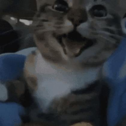 very happy cat (profile picture) | Roblox Item - Rolimon's