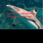 AdamOfAdam's Public Aquarium