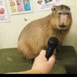 Capybara Obby (Eazy)