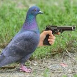 goofy ahh pigeon game part 2 😱