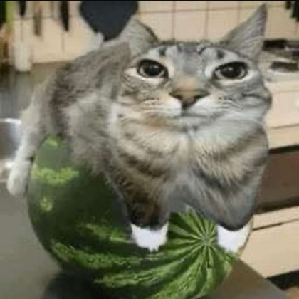 zazu watermelon