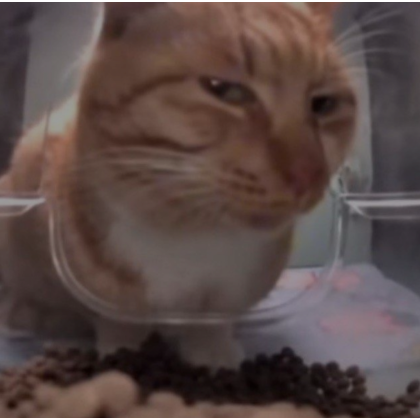 Fresh cat store