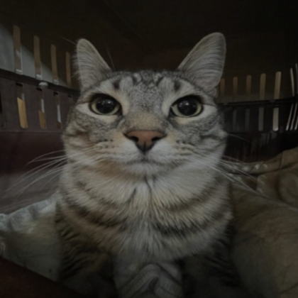 cat profile picture (pfp) | Roblox Item - Rolimon's