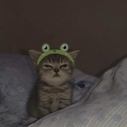 Cute Cat Frog Pfp  Roblox Item - Rolimon's