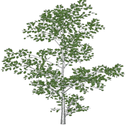 Roblox decal plant - tree