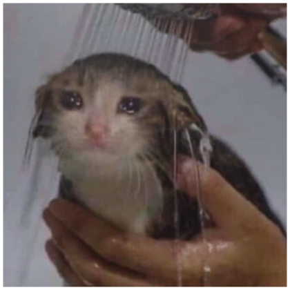 crying sad cat pfp | Roblox Item - Rolimon's