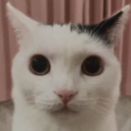 Cat surprised cheap