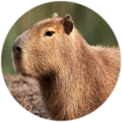 Capivara meme roblox em 2023  Fotos de capivara, Capivara, Capivaras