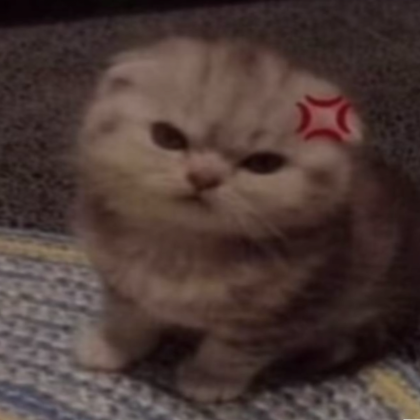 Cute Angry Cat PFP - Roblox